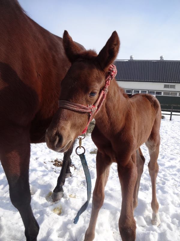 I'll Have Another first foal