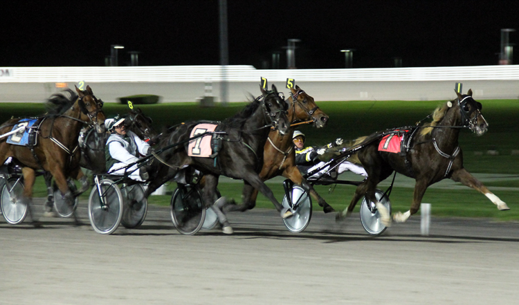 International Trot Preview 2014