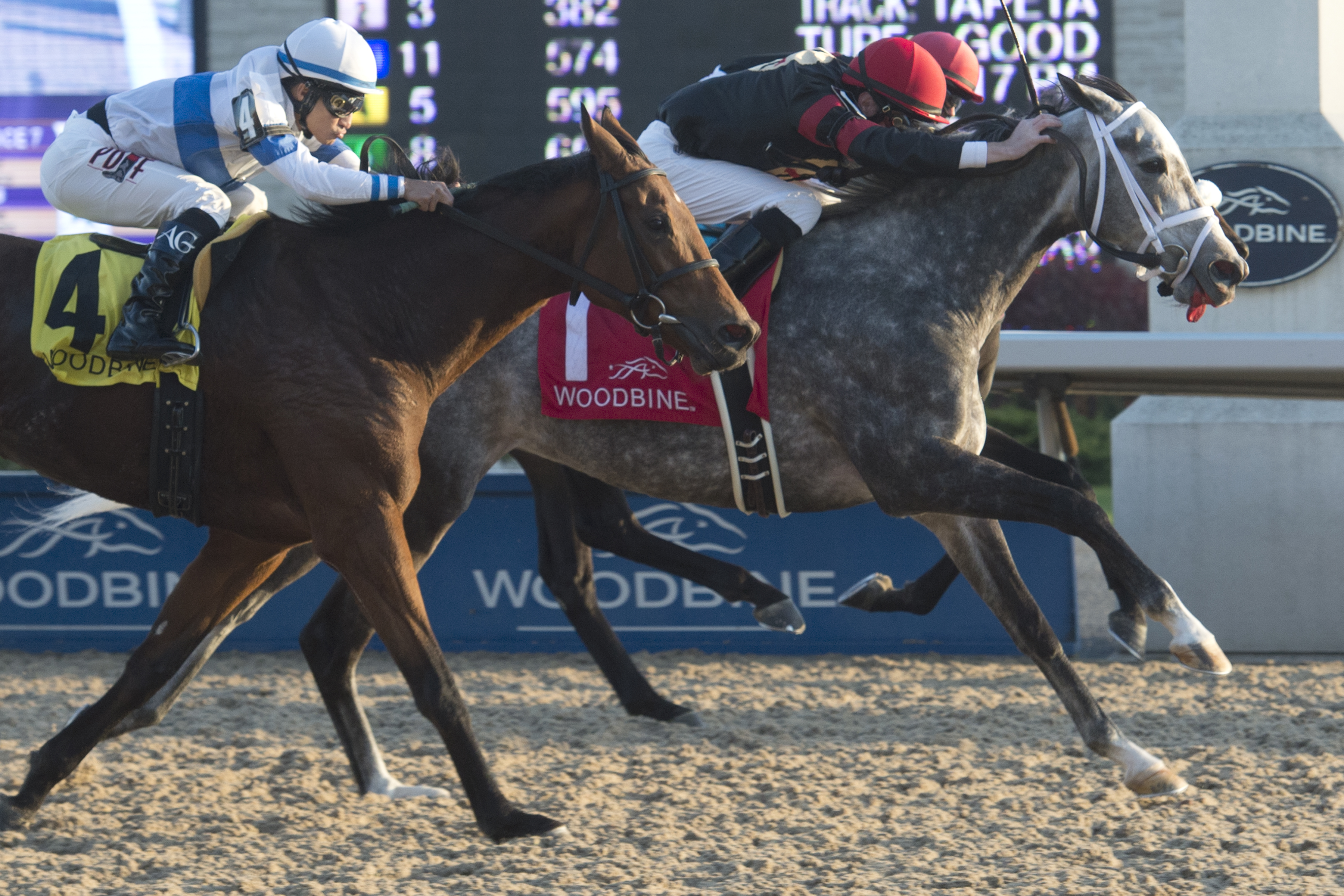 Ice Festival wins the Maple Leaf Stakes