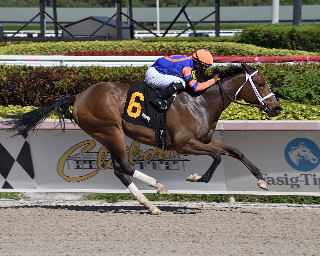 Iced Latte wins a March 4 maiden race at Gulfstream Park