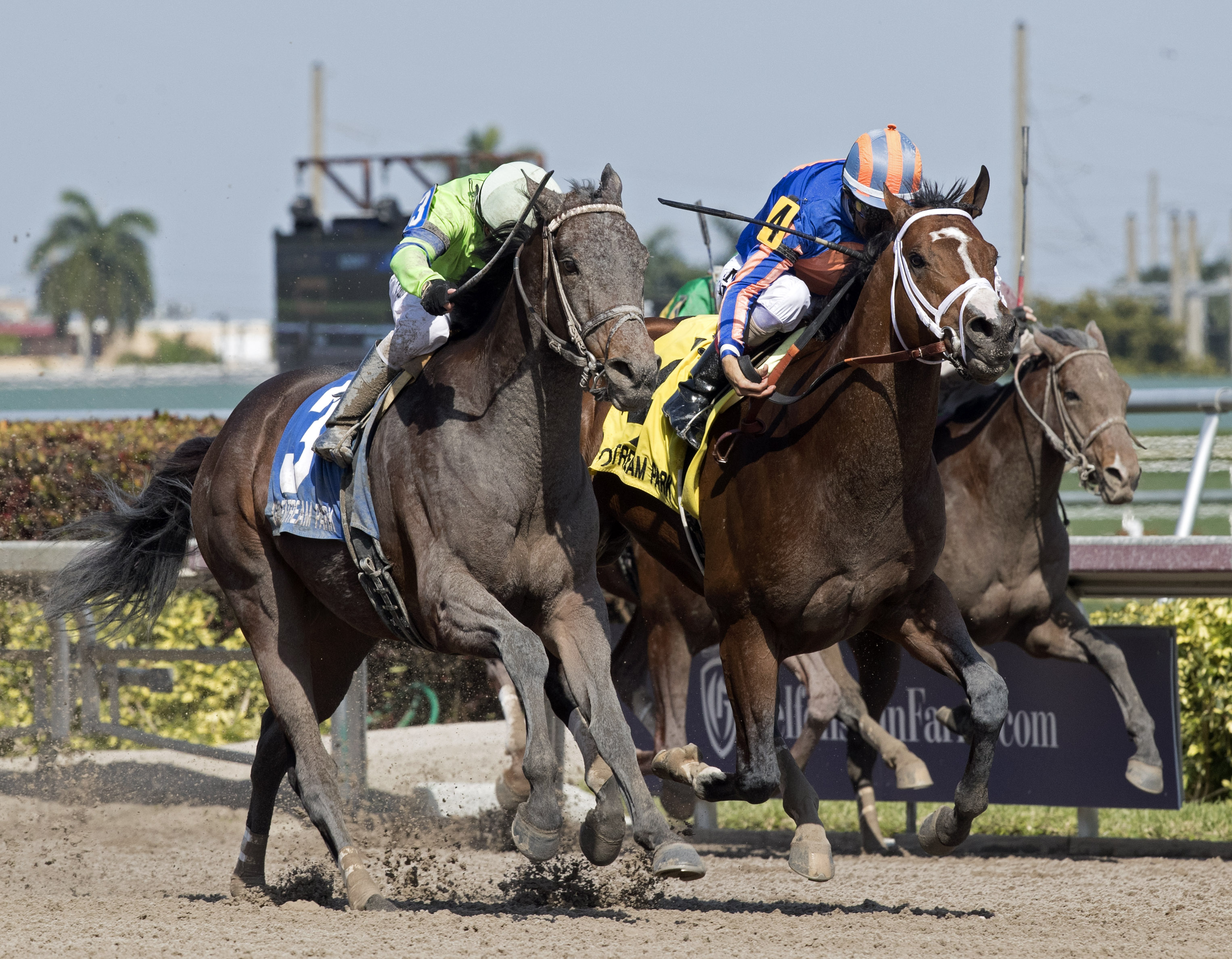 Stanford finishes second in the Poseidon Handicap