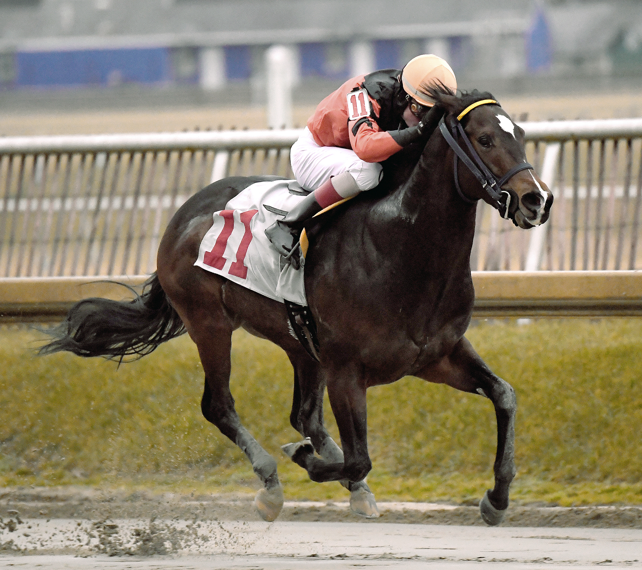 Imperial Hint wins the Fire Plug Stakes