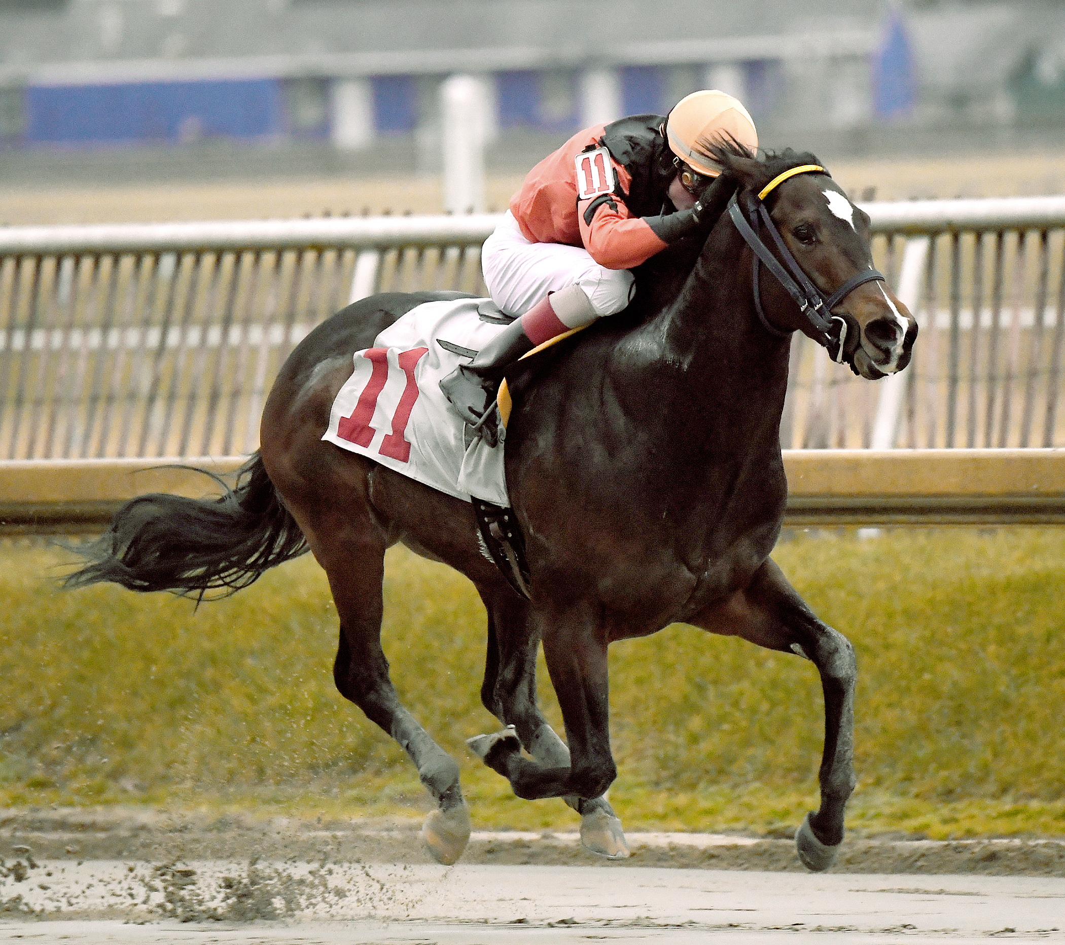 Imperial Hint wins the Fire Plug Stakes