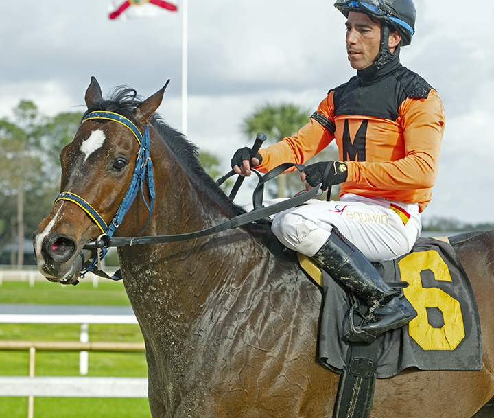 Imperial Hint at the 2019 Pelican Stakes