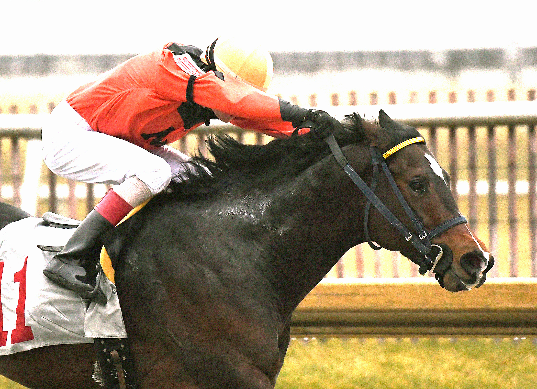 Imperial Hint wins the Fire Plug Stakes