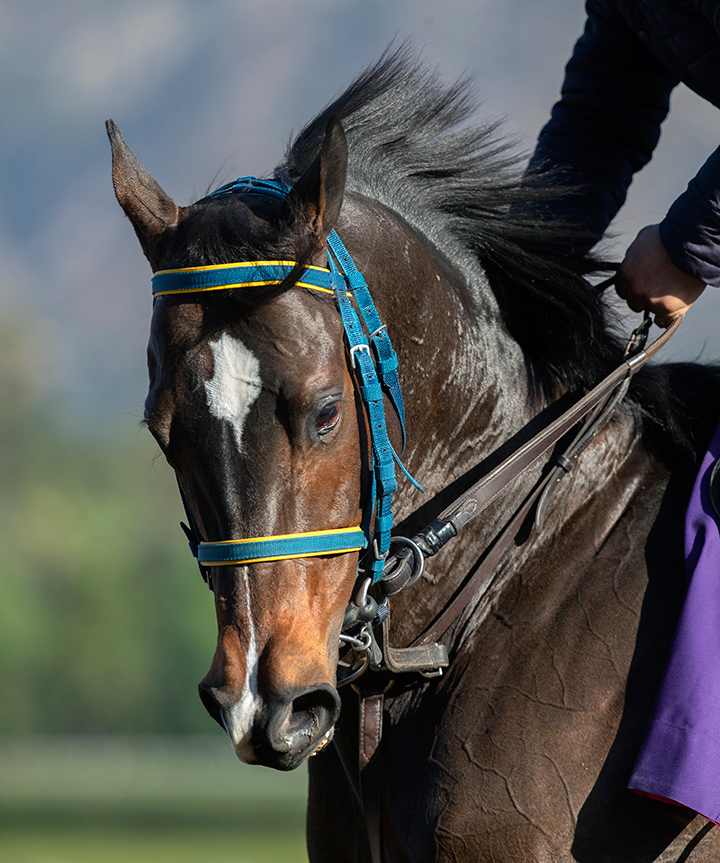Imperial Hint on Oct. 29 at Santa Anita Park
