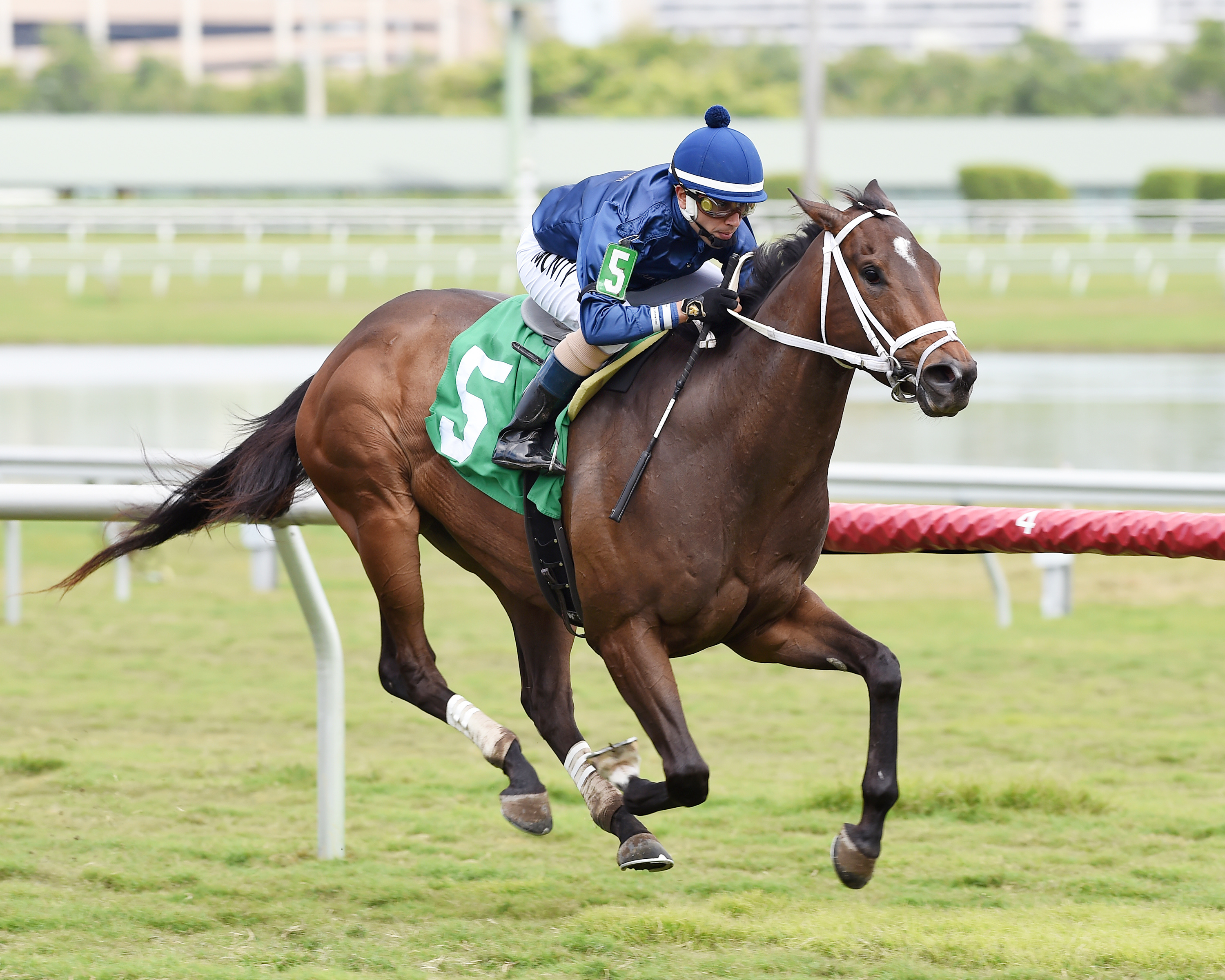 Imprimis wins a Feb. 2 maiden race