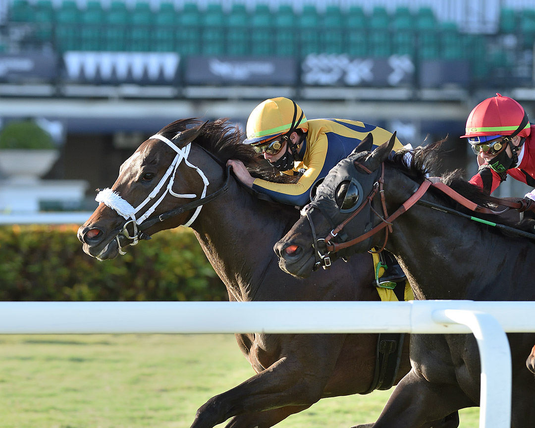 Imprimis wins the 2021 Janus Stakes at Gulfstream Park