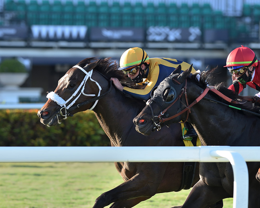 Imprimis wins the 2021 Janus Stakes at Gulfstream Park