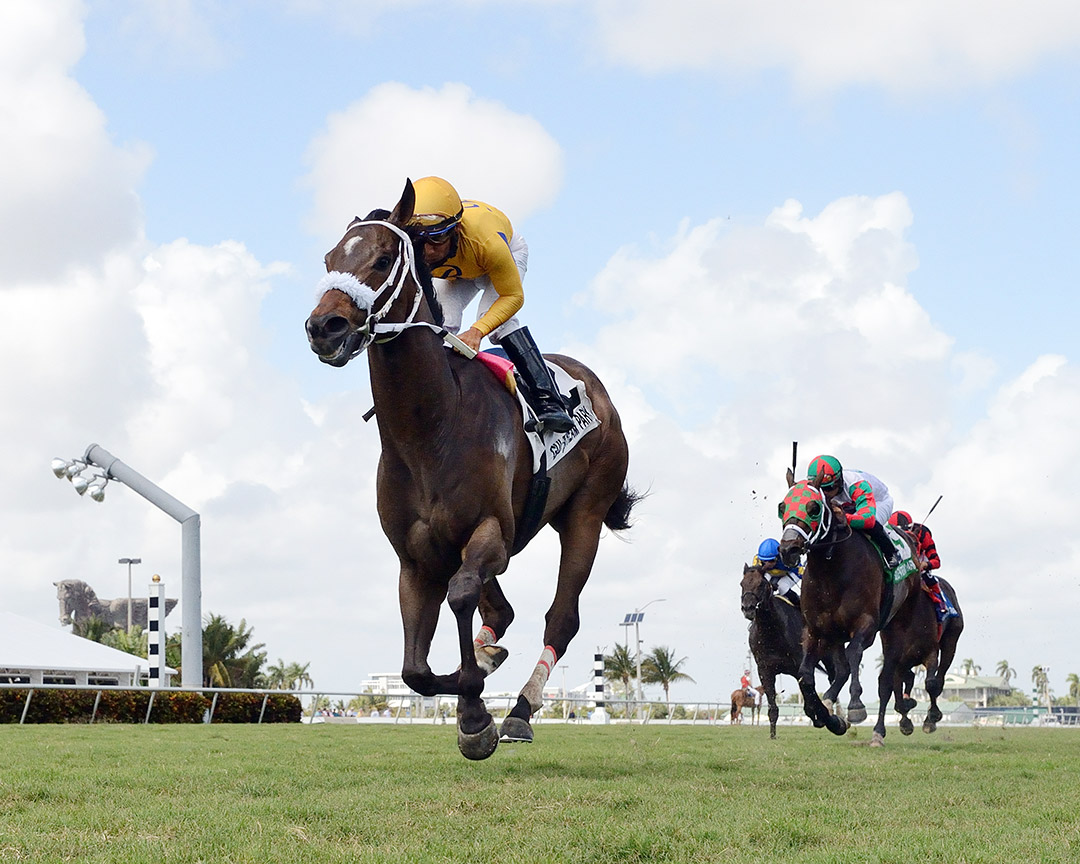 Imprimis wins the 2019 Silks Run Stakes at Gulfstream Park