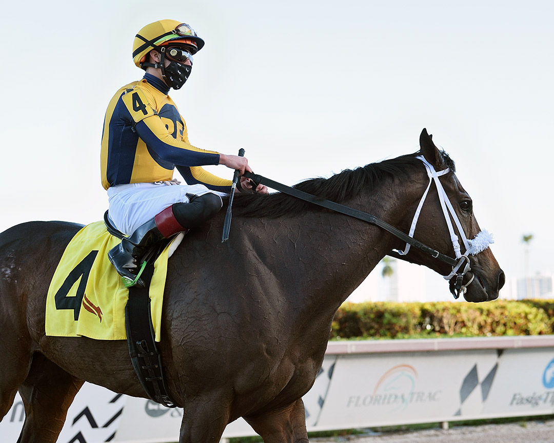 Imprimis at the 2021 Janus Stakes at Gulfstream Park