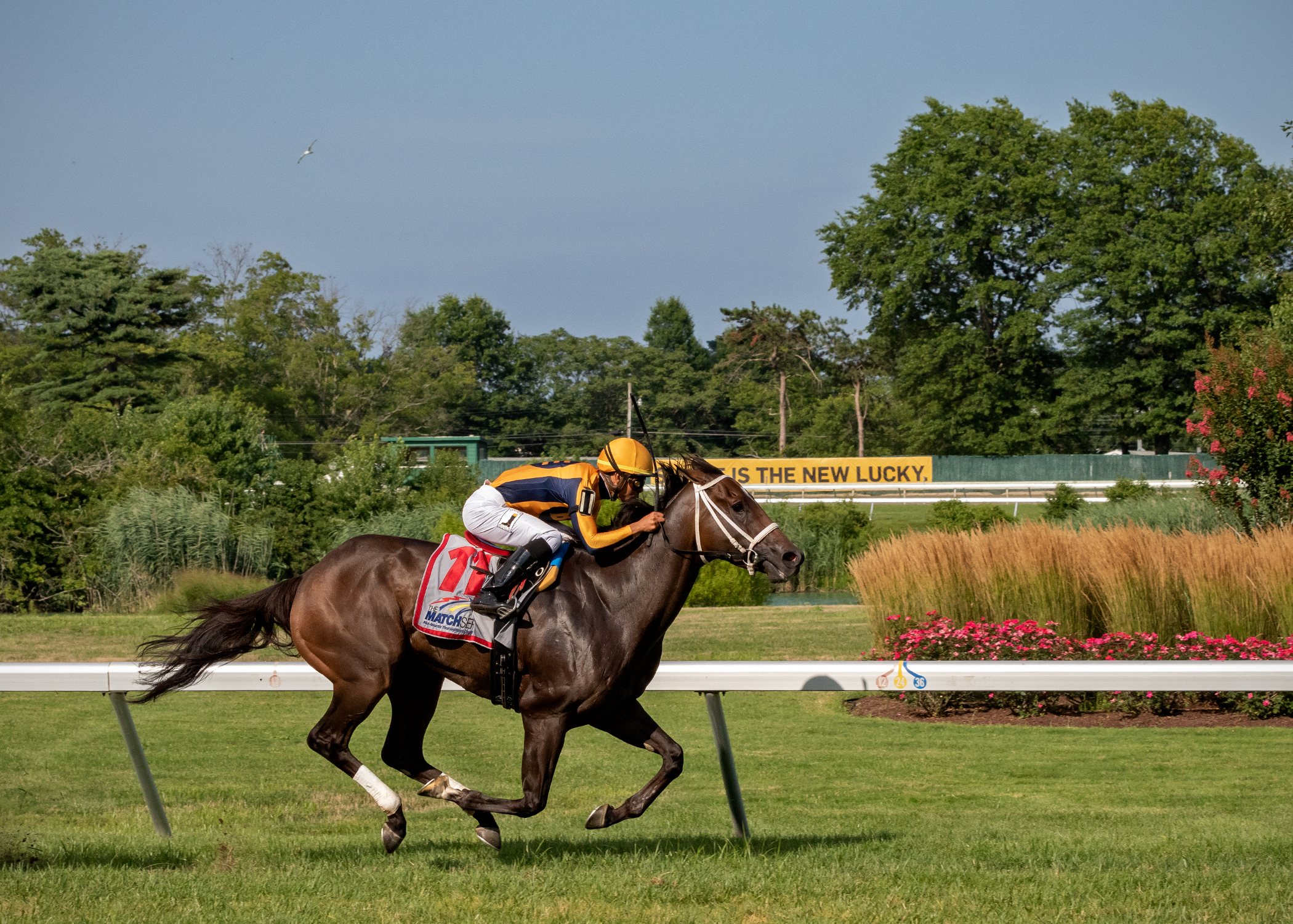 Imprimis wins 2018 Wolf Hill (Nicole Marie)