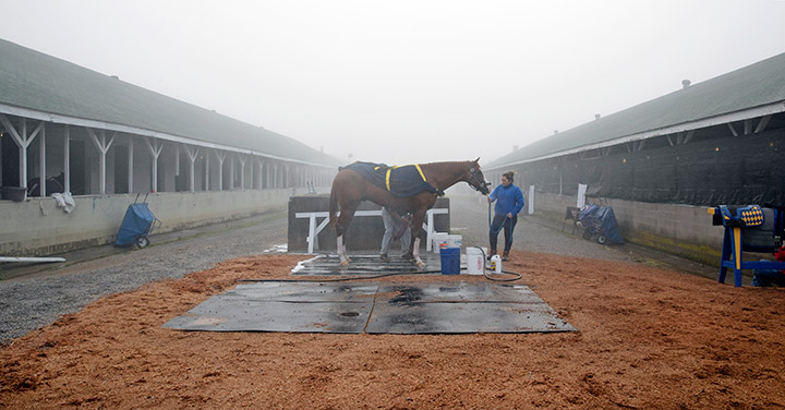 Improbable in the Churchill Downs stable area