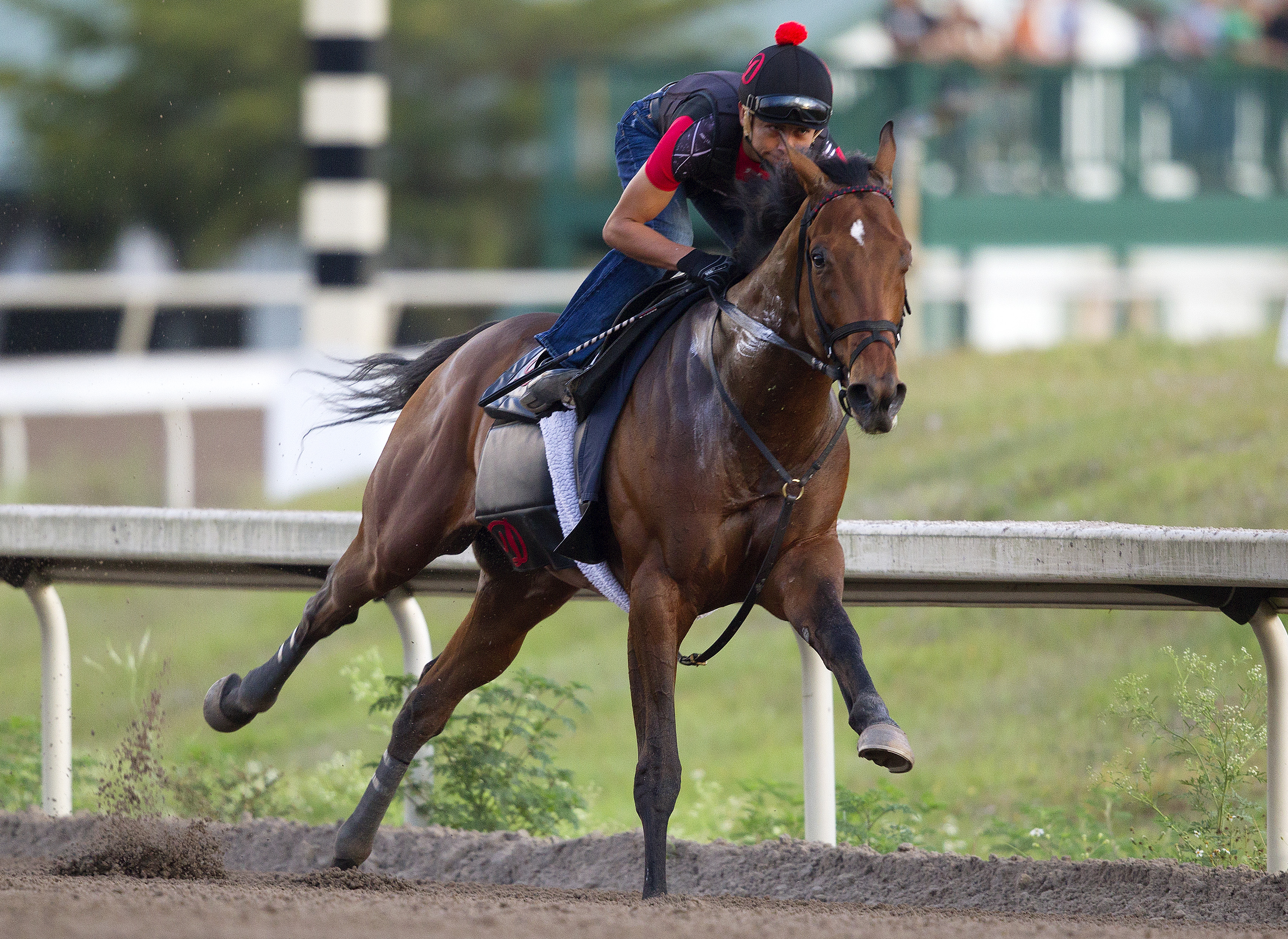 In Trouble trains at Palm Meadows on March 22