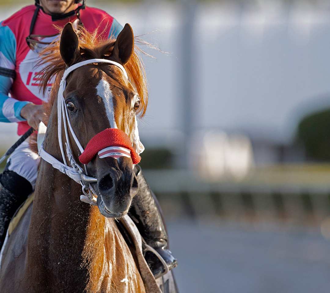 In Due Time at Gulfstream Park on Feb. 4