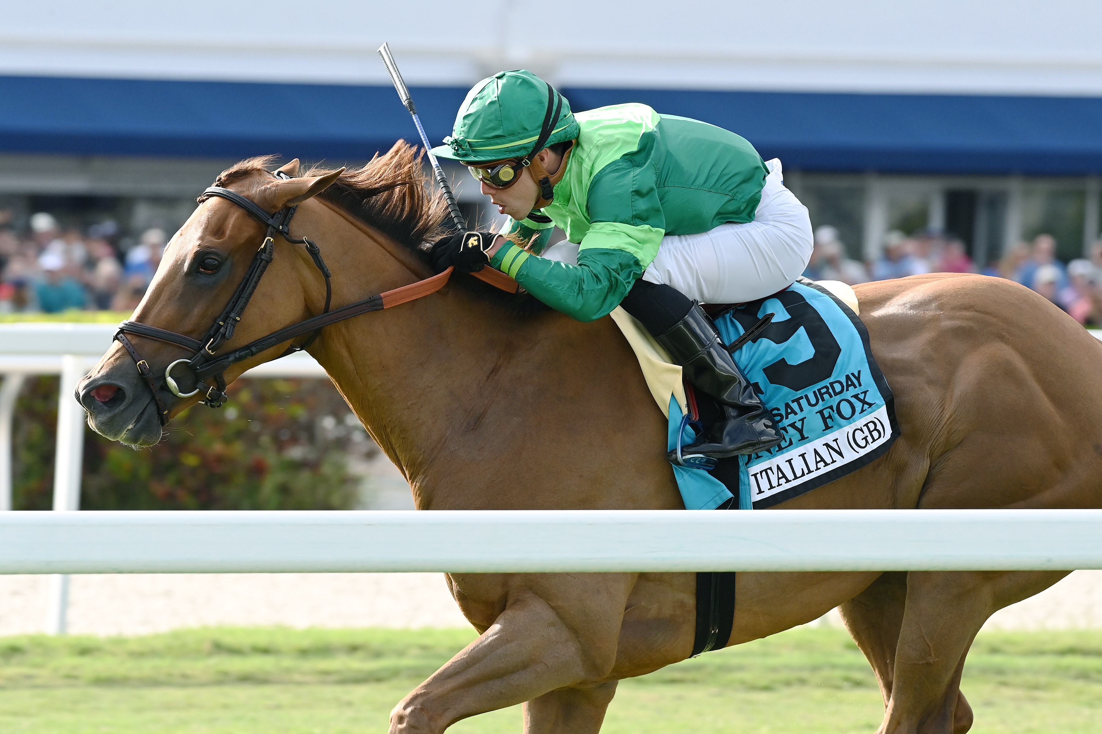 In Italian wins the 2022 Honey Fox Stakes at Gulfstream Park