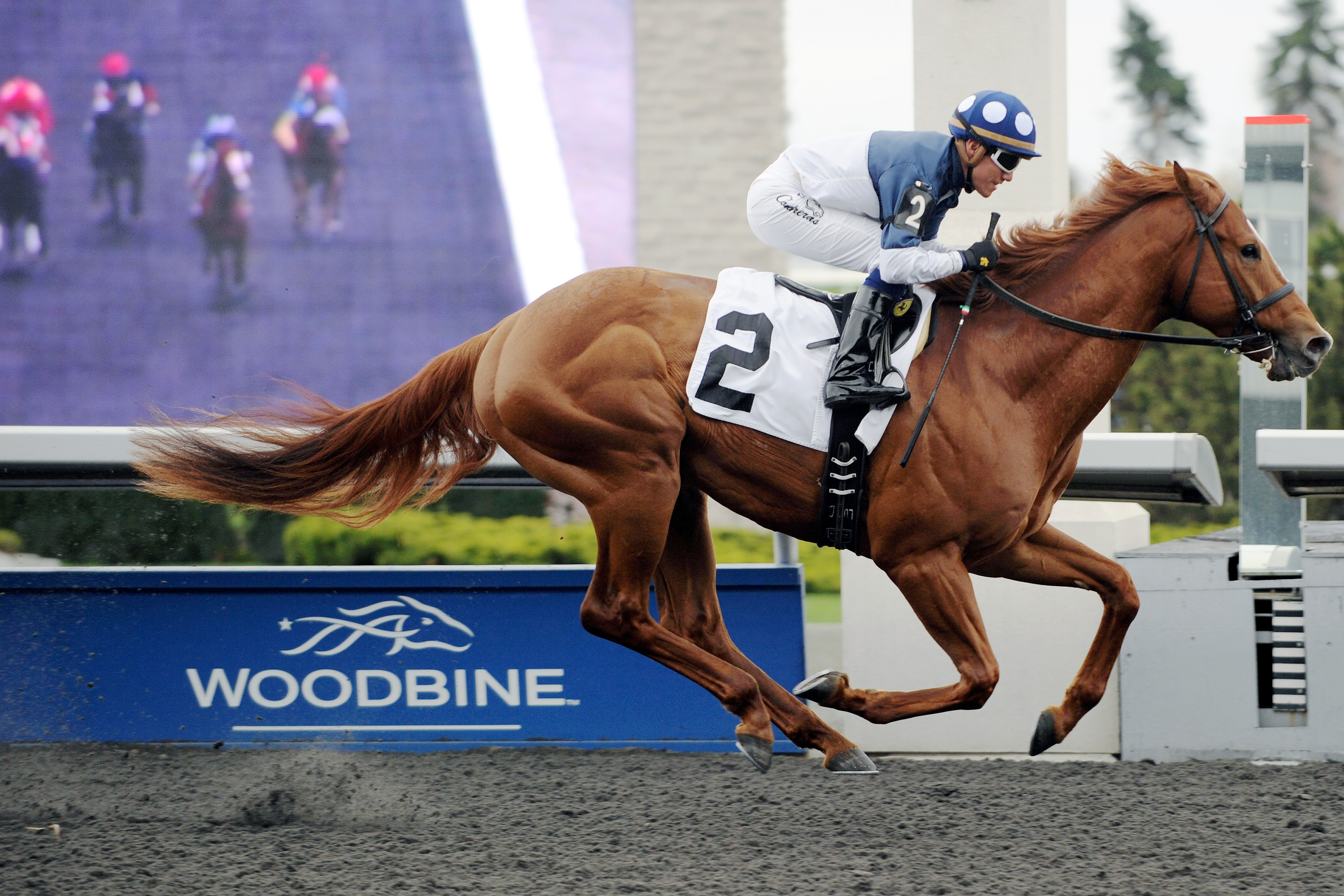 Incredicat wins the 2012 Wando