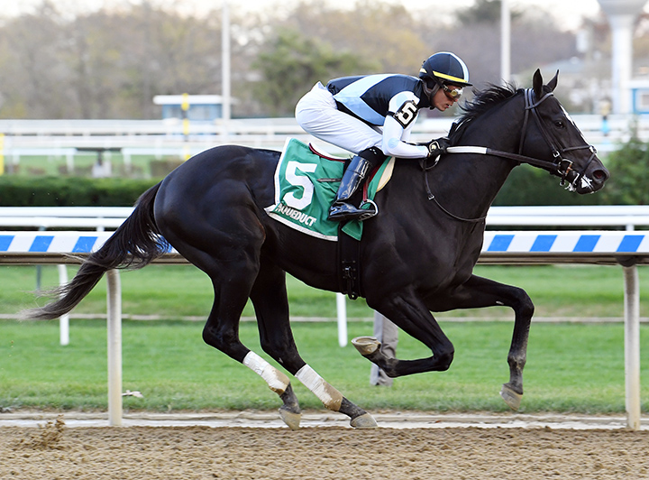 Independence Hall wins the 2019 Nashua Stakes at Aqueduct Racetrack