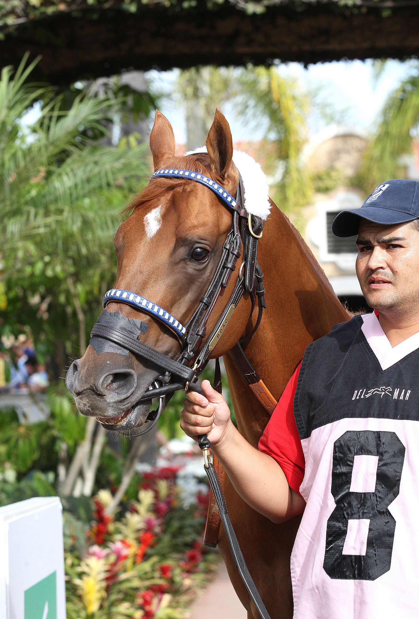 Indexical at Del Mar in 2014