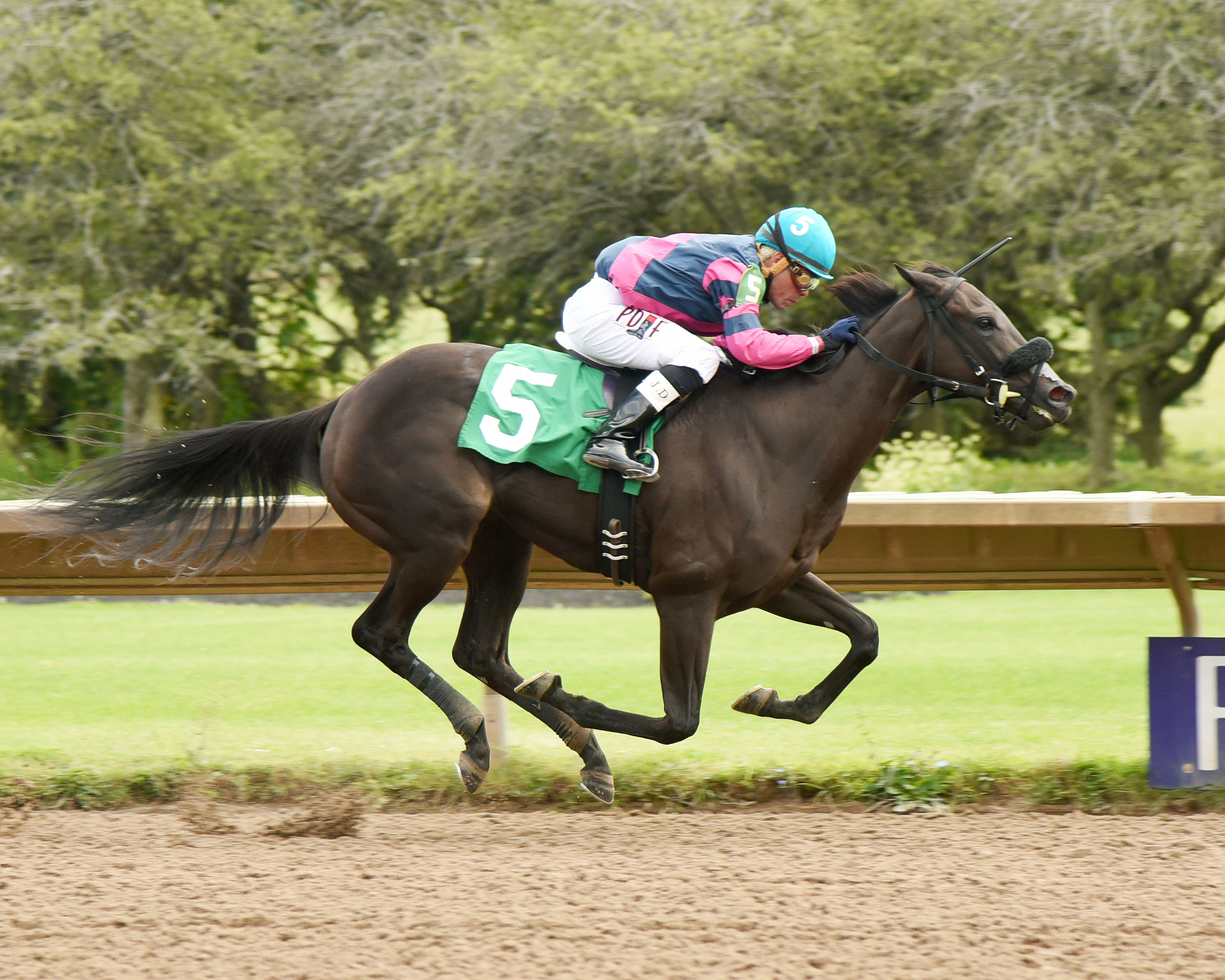 Indys Lady wins the 2017 Lady Finger Stakes