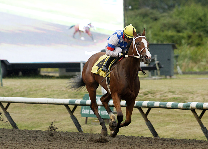Infinite Patience wins the 2019 CTHS Sales Stakes at Hastings