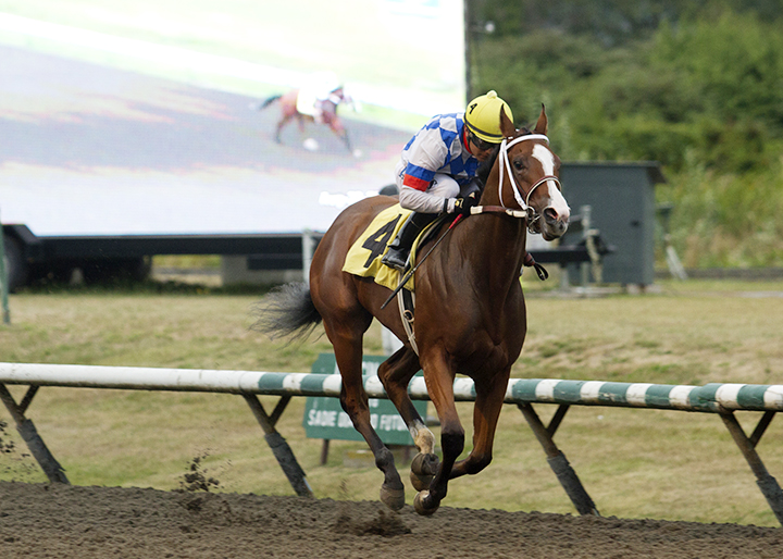 Infinite Patience wins the 2019 CTHS Sales Stakes at Hastings