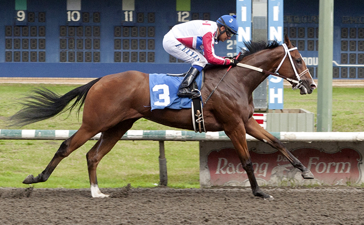 Infinite Patience wins the 2019 Sadie Diamond Futurity at Hastings Racecourse