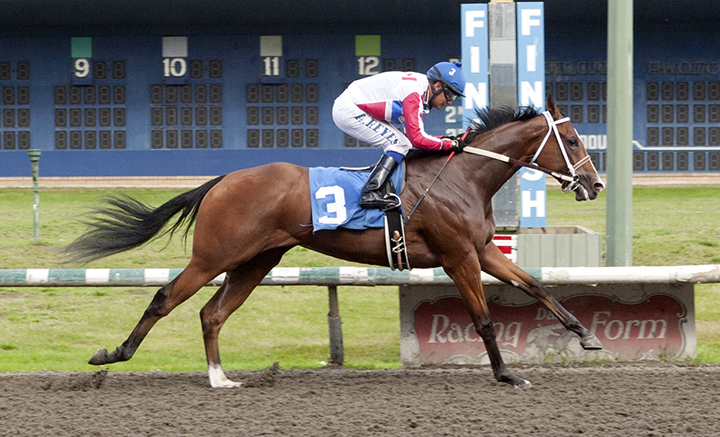 Infinite Patience wins the 2019 Sadie Diamond Futurity at Hastings Racecourse