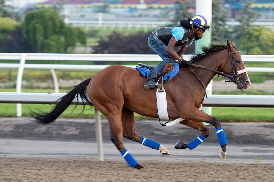 Infinite Patience trains at Woodbine Racetrack in August 2020