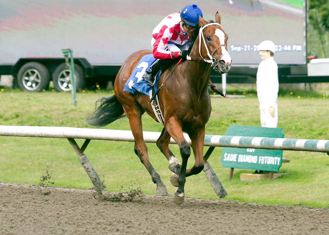 Infinite Patience wins the 2019 Sadie Diamond Stakes at Hastings