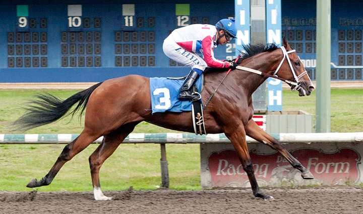 Infinite Patience wins the 2019 Sadie Diamond Futurity at Hastings Racecourse