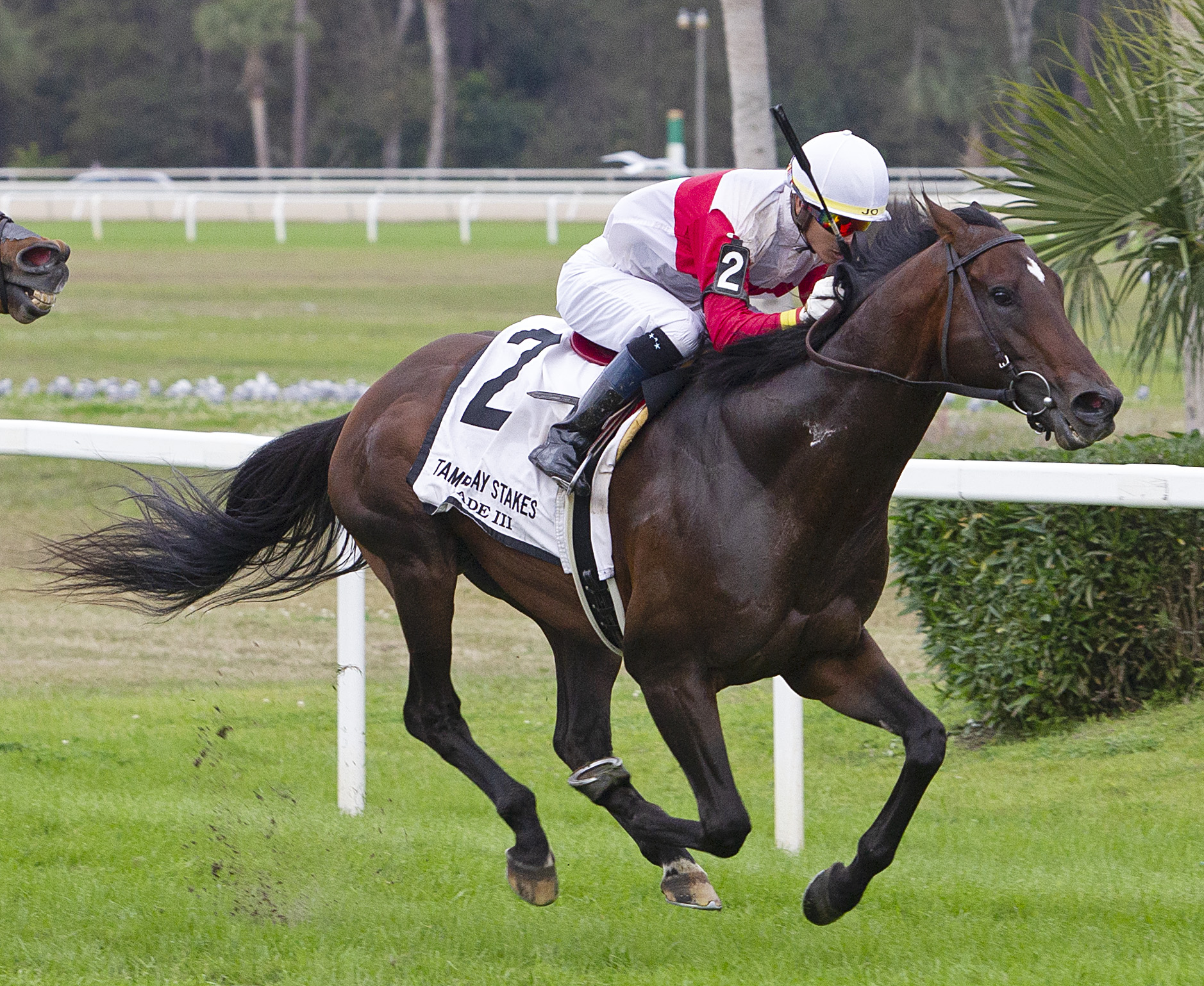 Inspector Lynley wins the 2019 Tampa Bay Stakes
