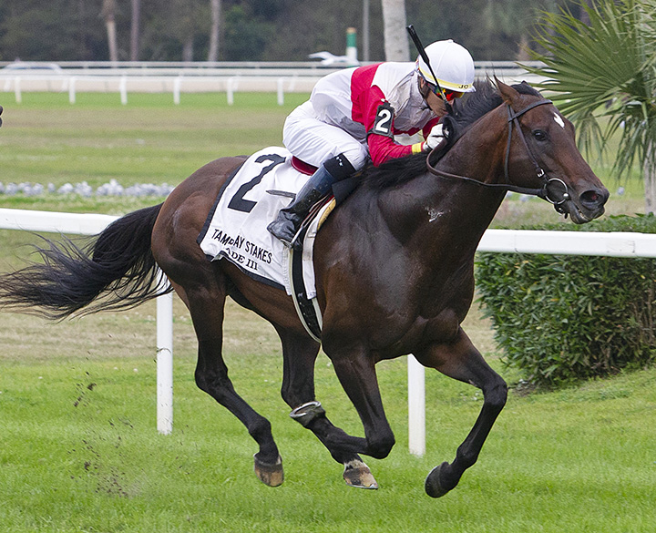 Inspector Lynley wins the 2019 Tampa Bay Stakes