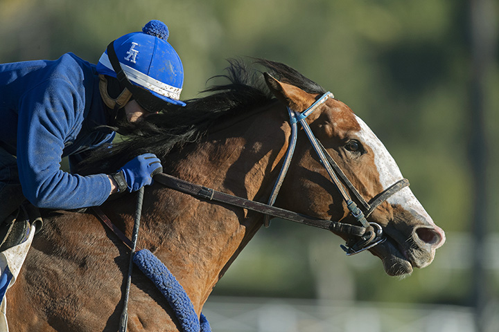 Instagrand trains at Santa Anita on Feb. 17