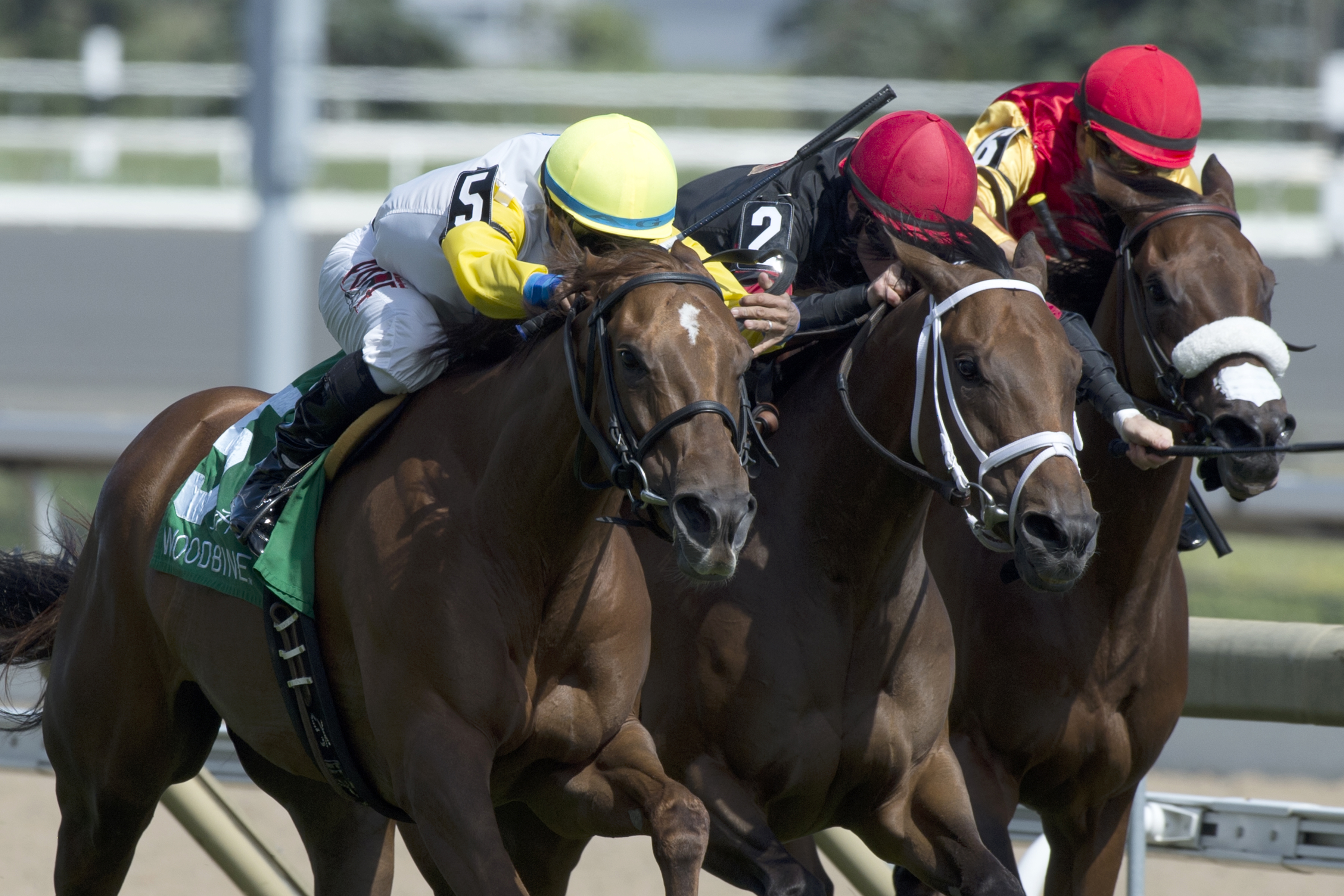 Internal Bourbon wins the Zadracarta Stakes