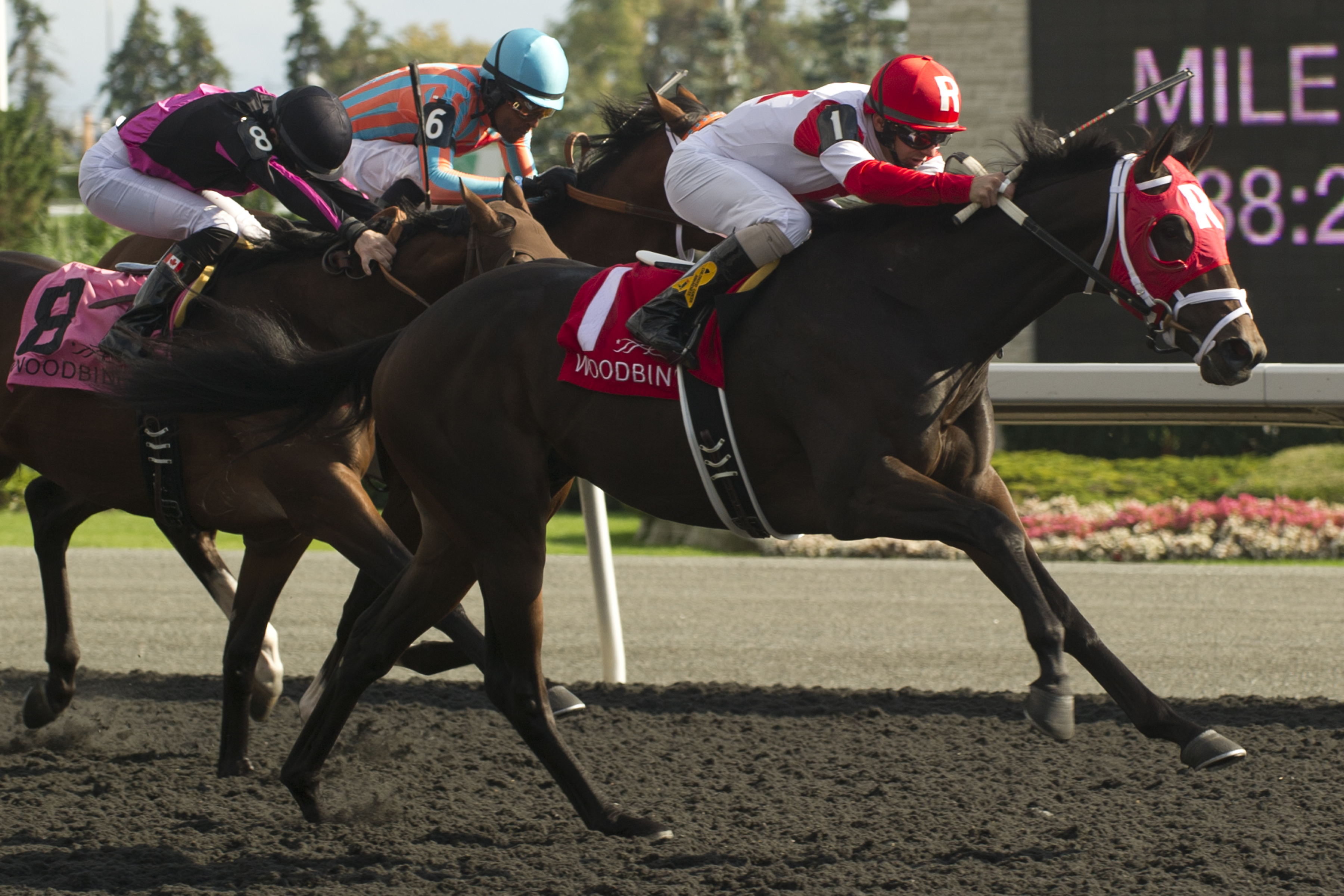 International Star wins 2014 Grey