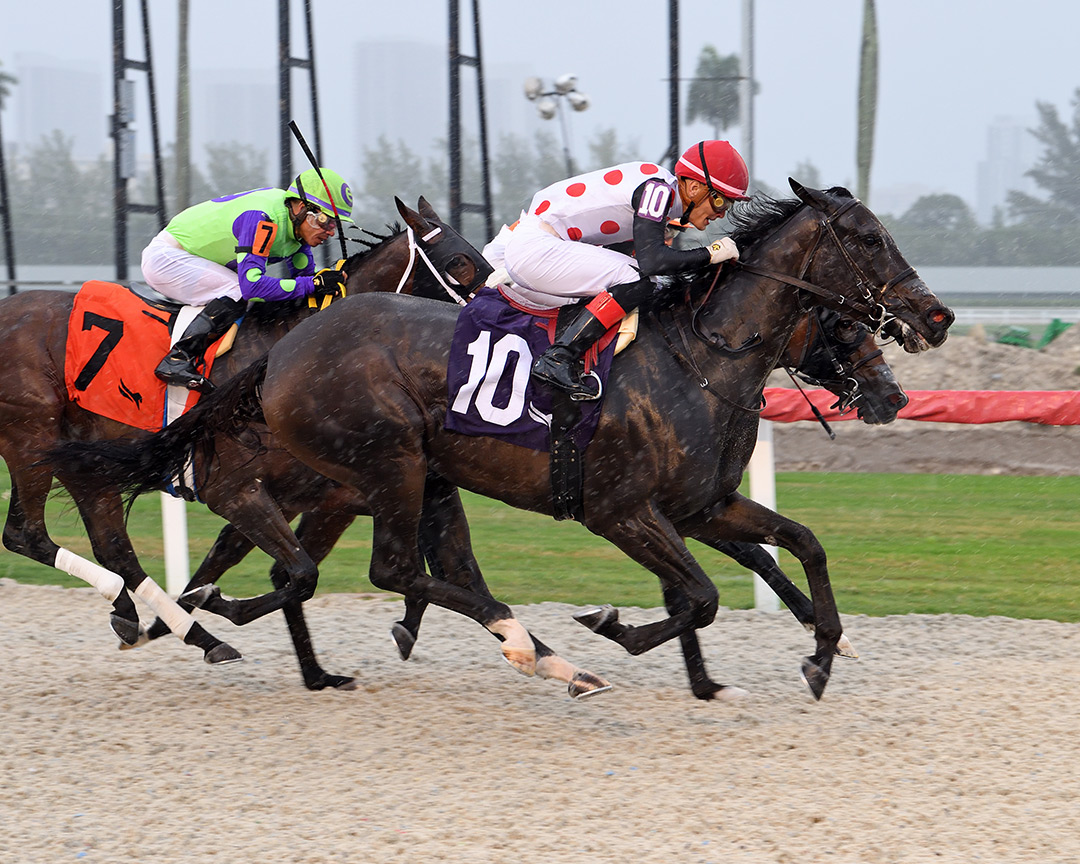Inthewinnerscircle (10) wins the 2021 Cellars Shiraz Stakes at Gulfstream Park