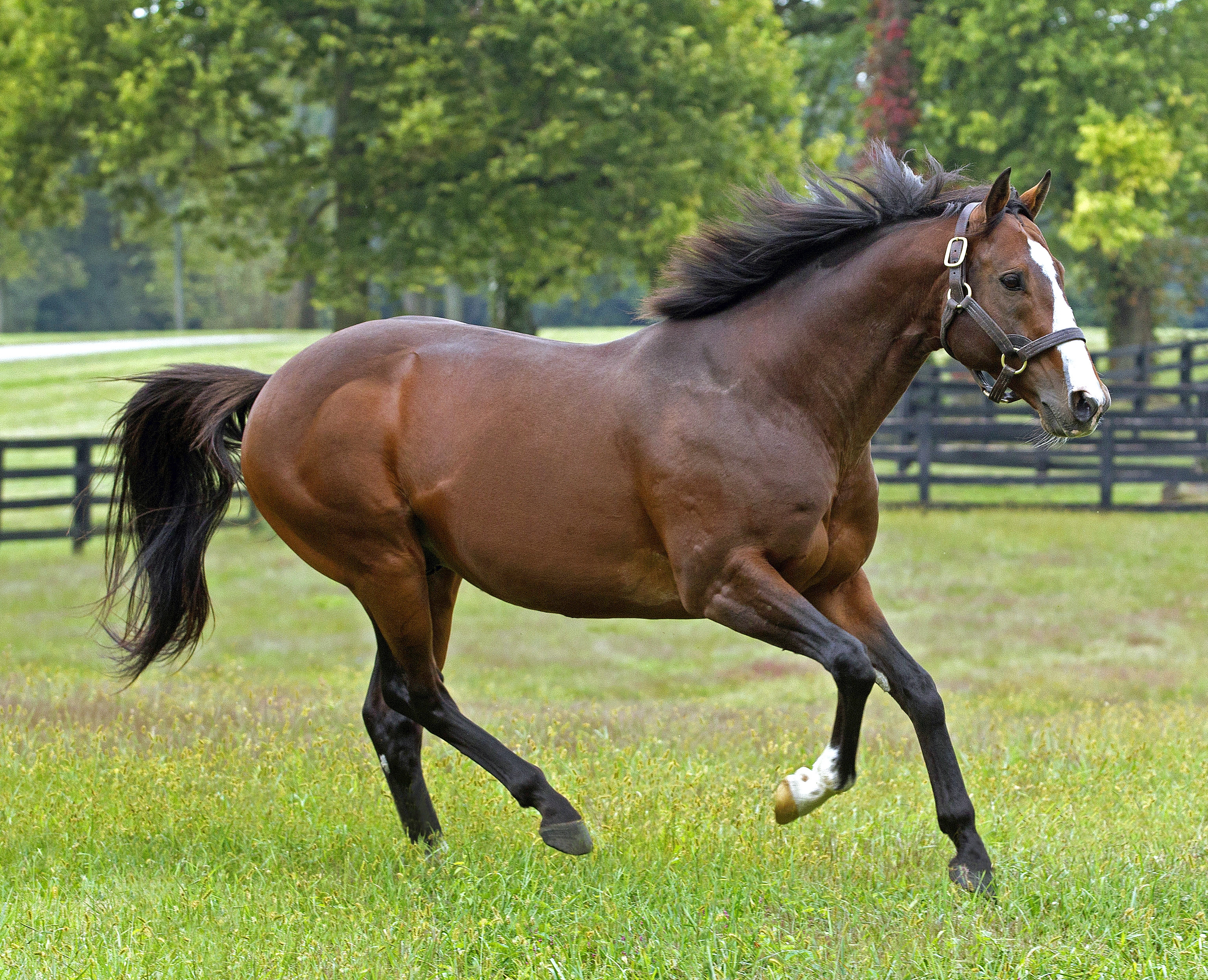 Into Mischief at Spendthrift Farm in 2013