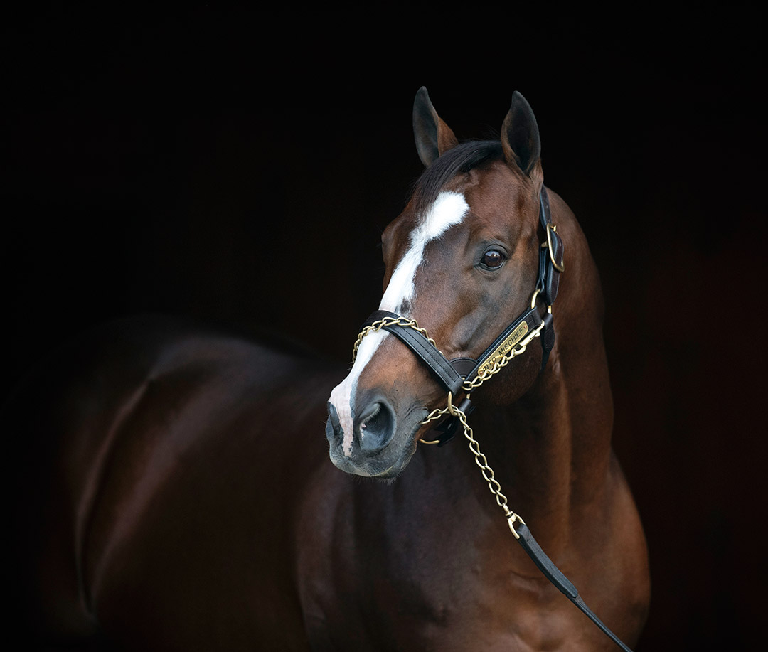 Into Mischief at Spendthrift Farm in October 2019