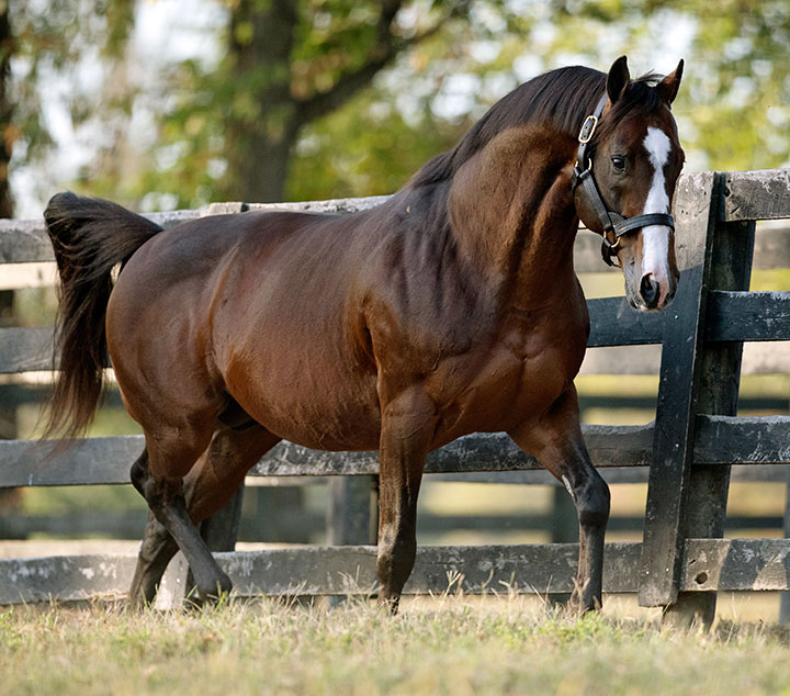 Into Mischief at Spendthrift Farm
