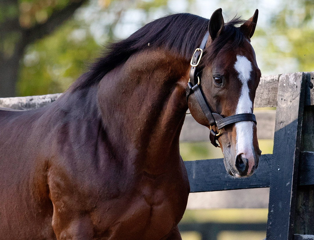 Into Mischief at Spendthrift Farm 2019