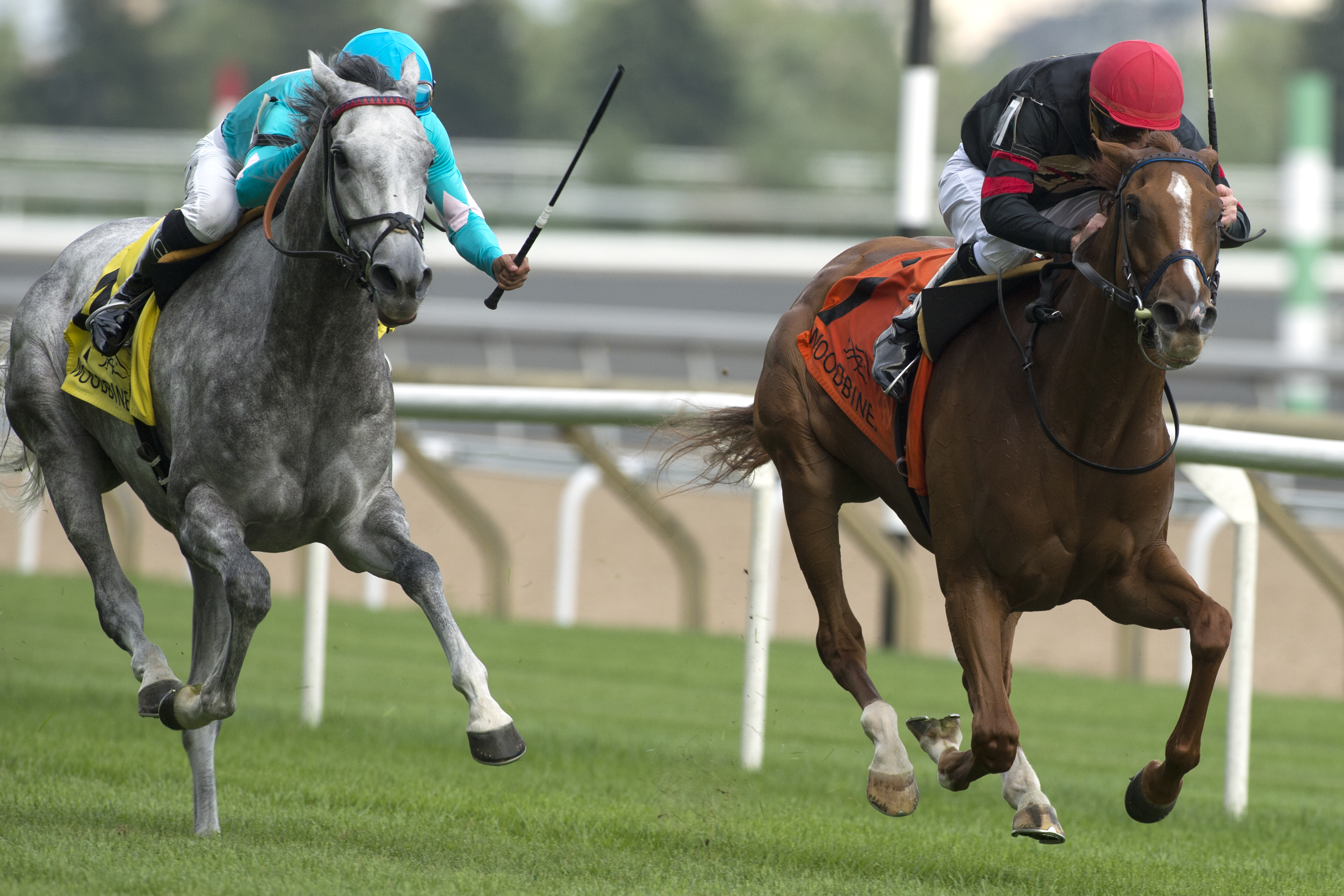 Involuntary wins the Flaming Page Stakes at Woodbine 8.11.17