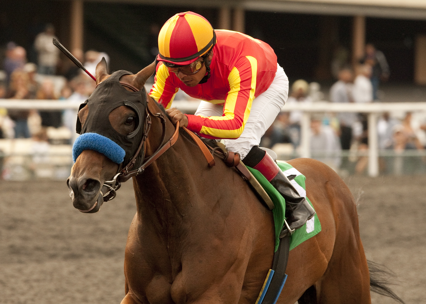 Irish Gypsy 6-19-2011