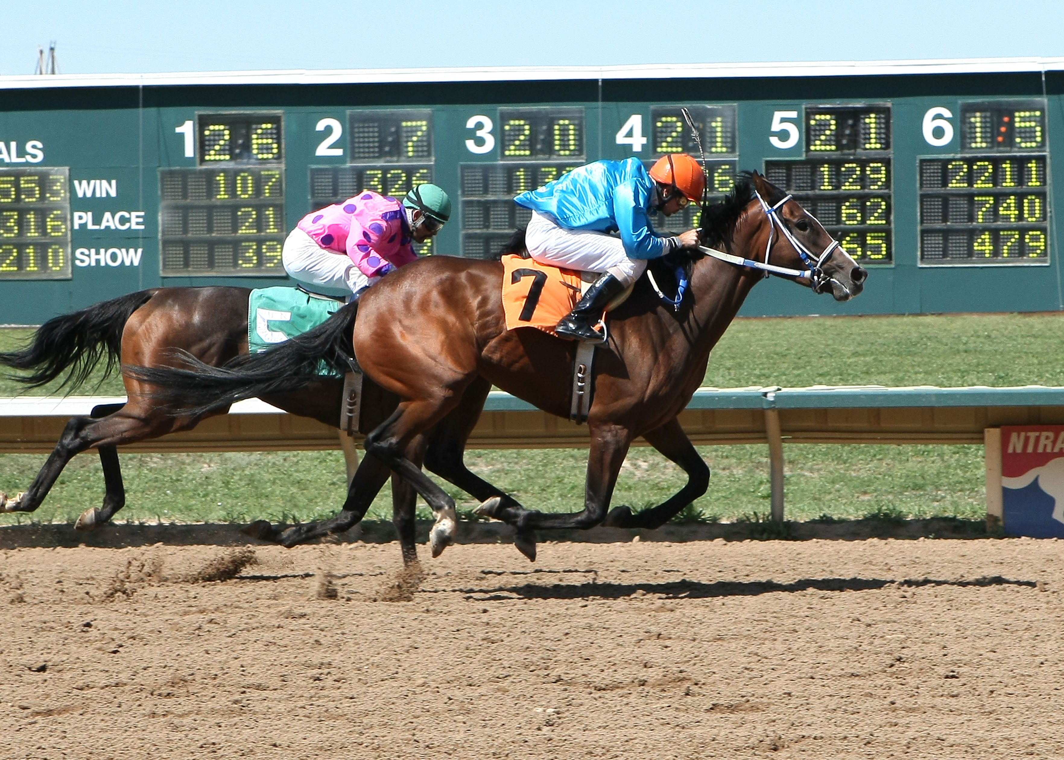 Irish Hazel V. 7-23-2011