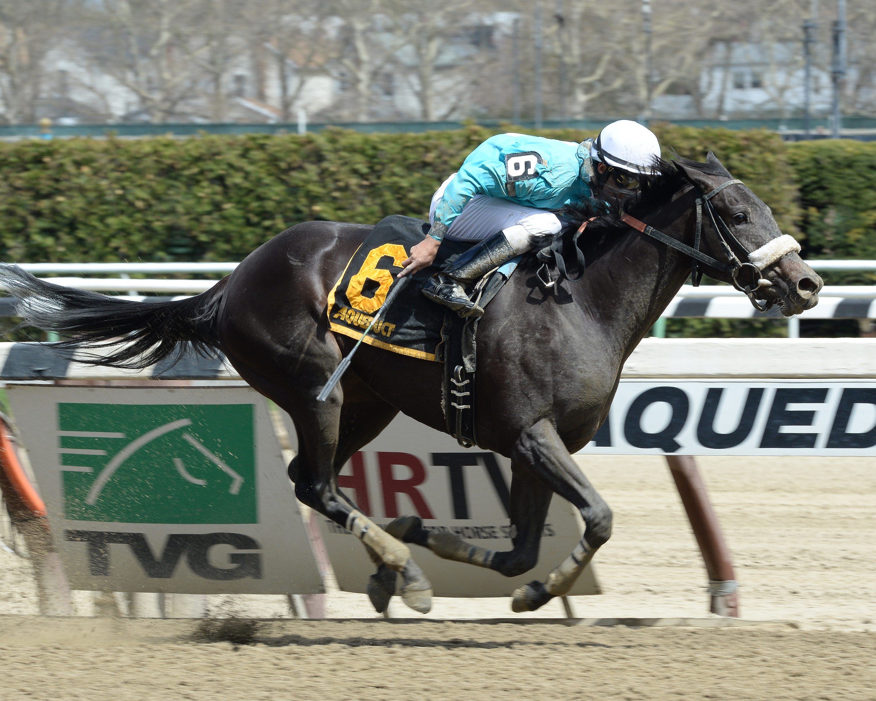 Irish Jasper 4-26-2015