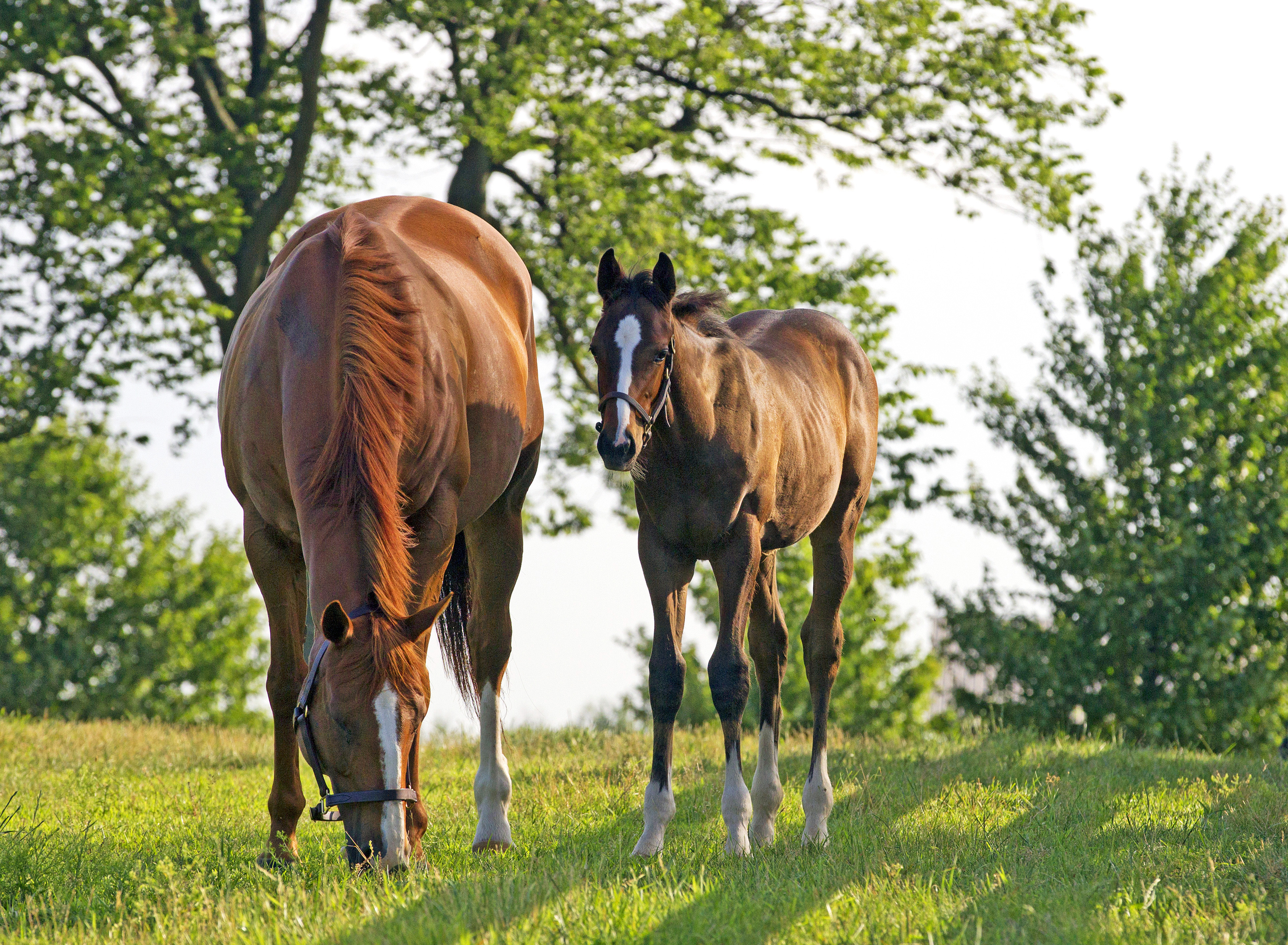 Irish Pharoah with Littleprincessemma