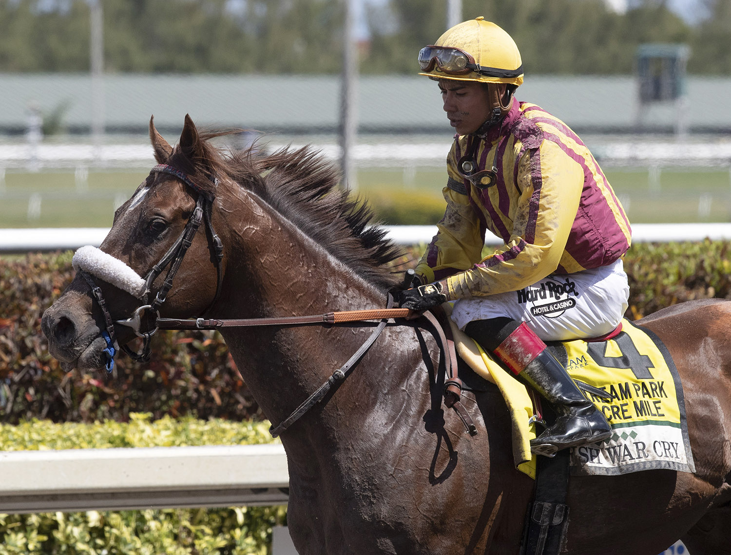 Irish War Cry finished sixth in the Gulfstream Park Mile