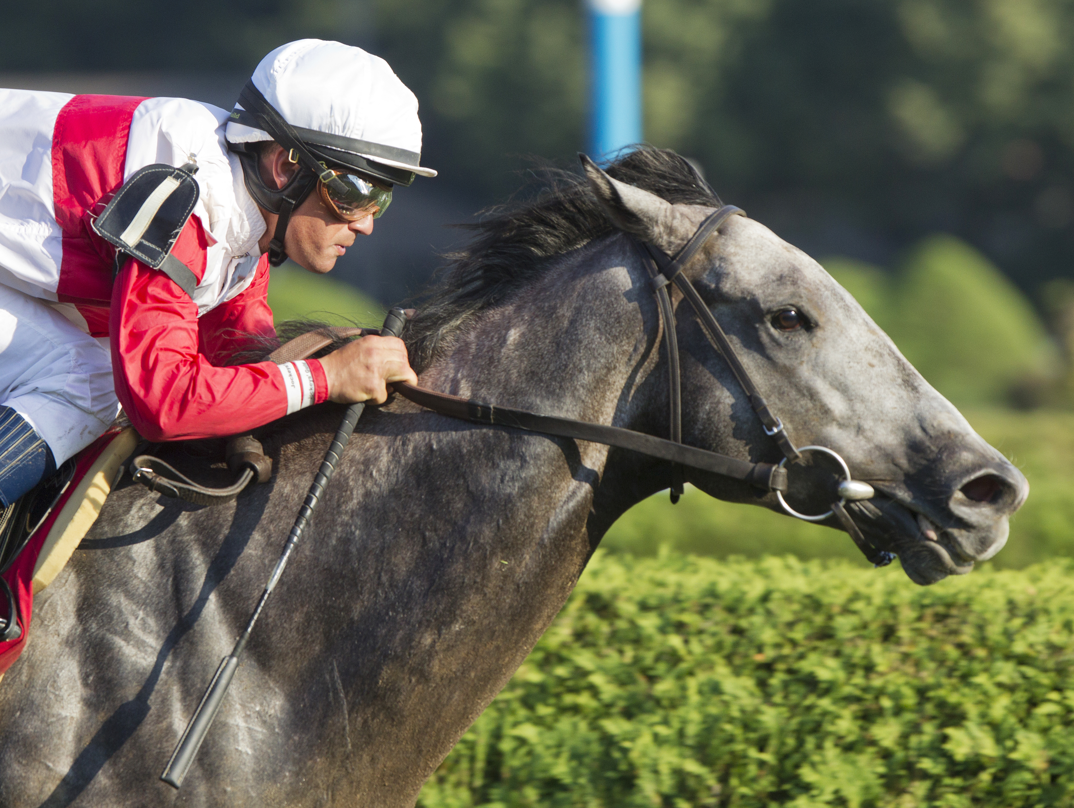 Ironicus wins the Bernard Baruch