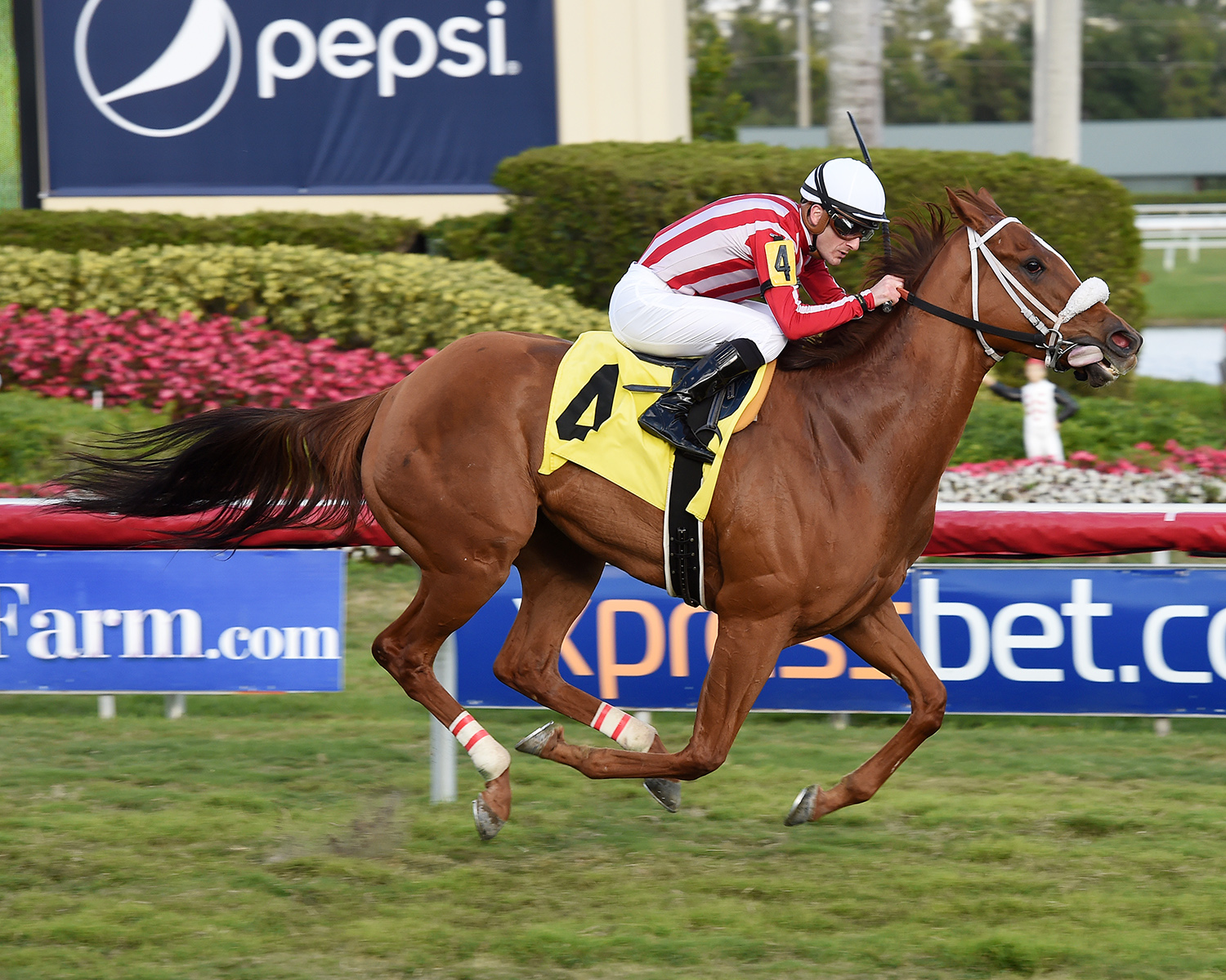 Island Reward wins a Jan. 31 allowance at Gulfstream