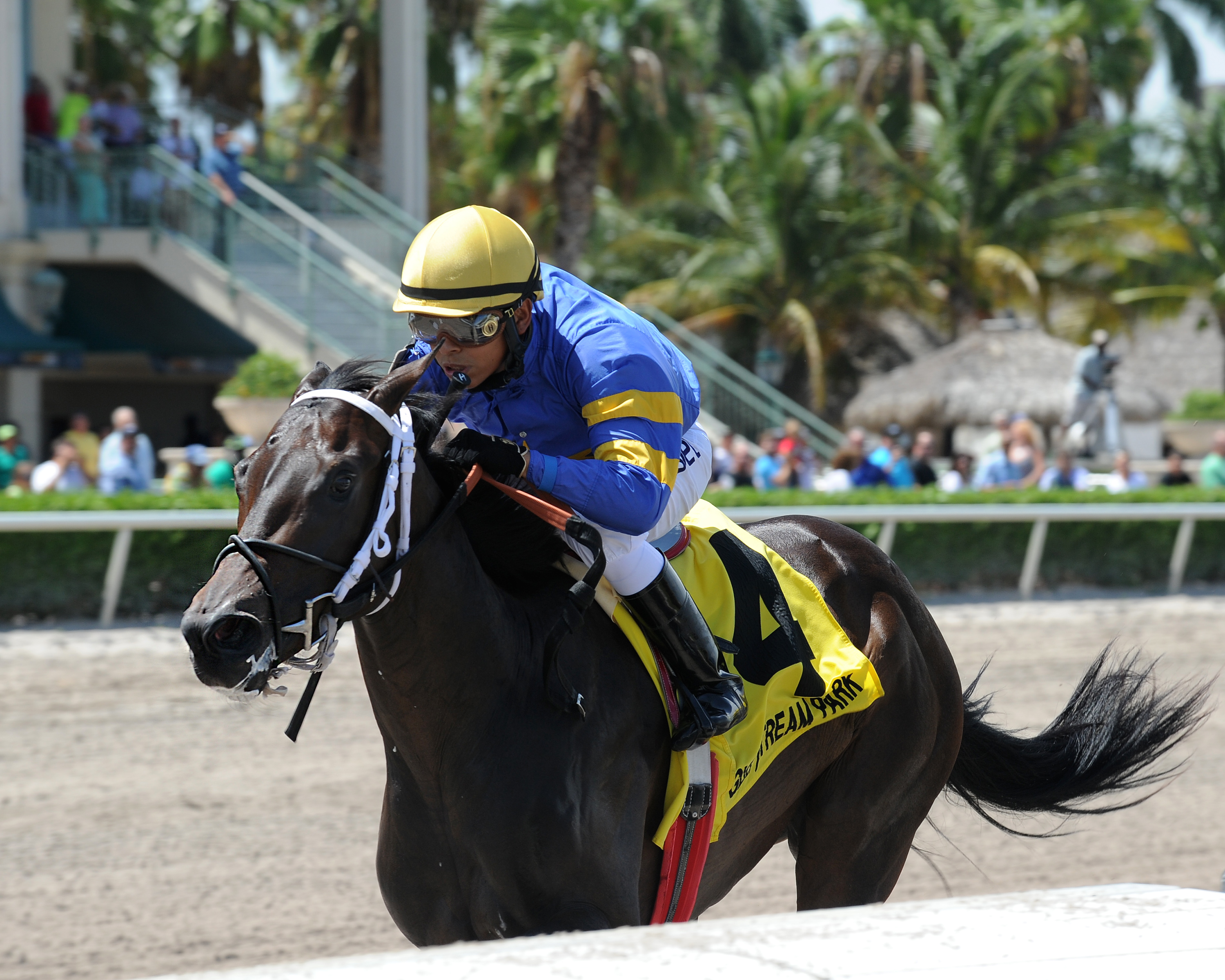 It's High Time wins 2015 Desert Vixen